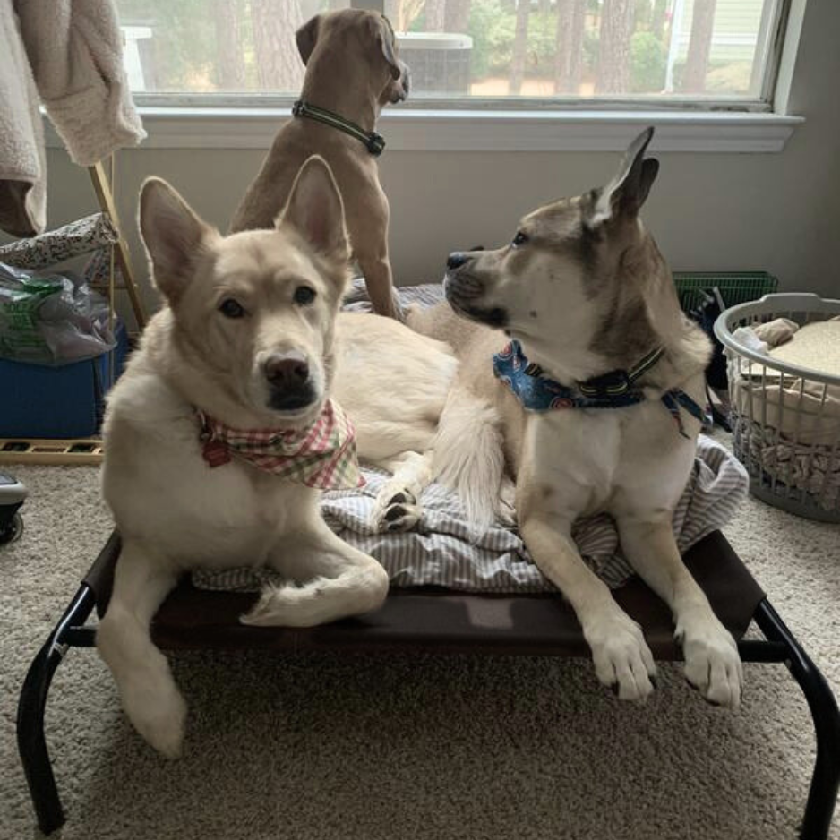PawLoft® Indoor/Outdoor Elevated Dog Bed