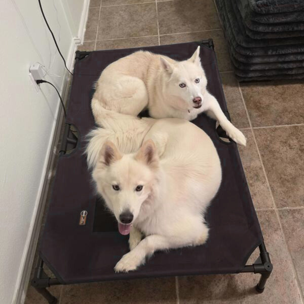 PawLoft® Indoor/Outdoor Elevated Dog Bed